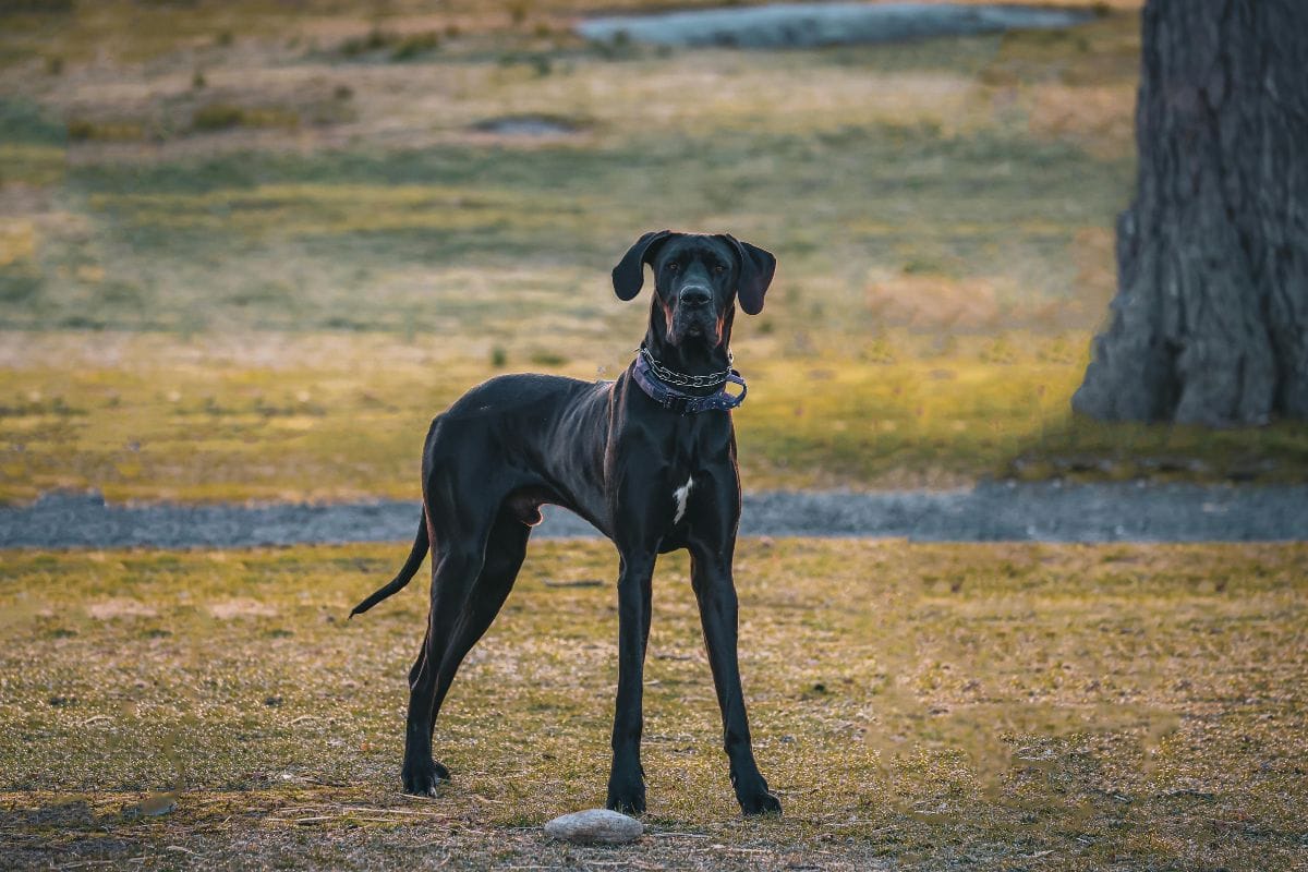 cachorro gigante