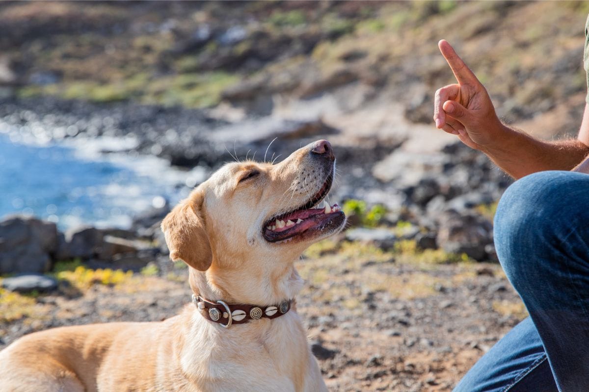 cachorro mais inteligente do mundo