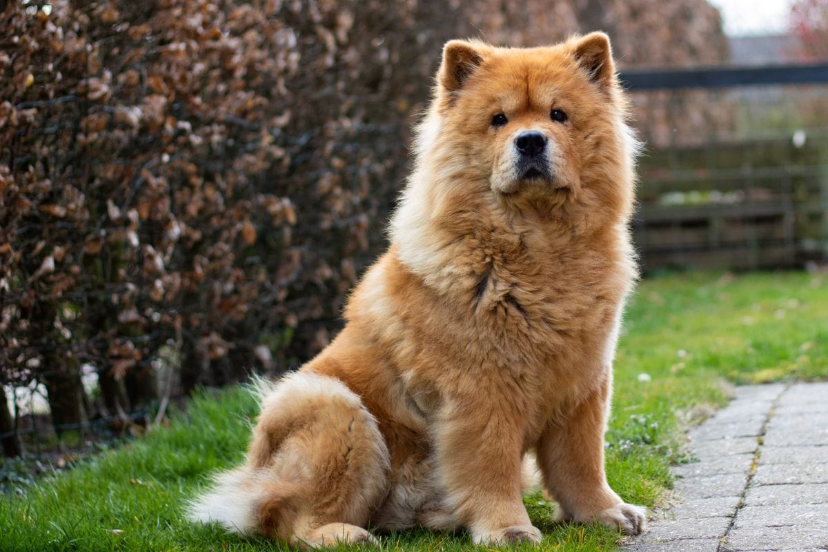 cachorro chow chow