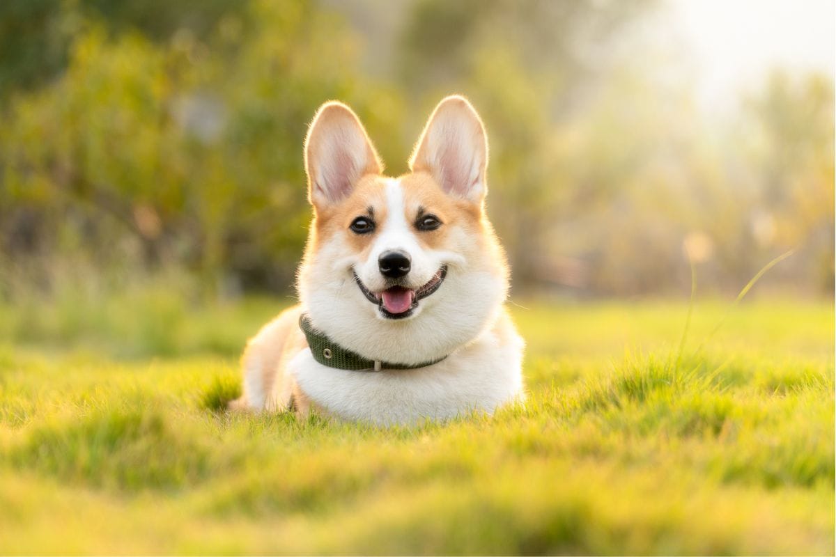 cachorro corgi