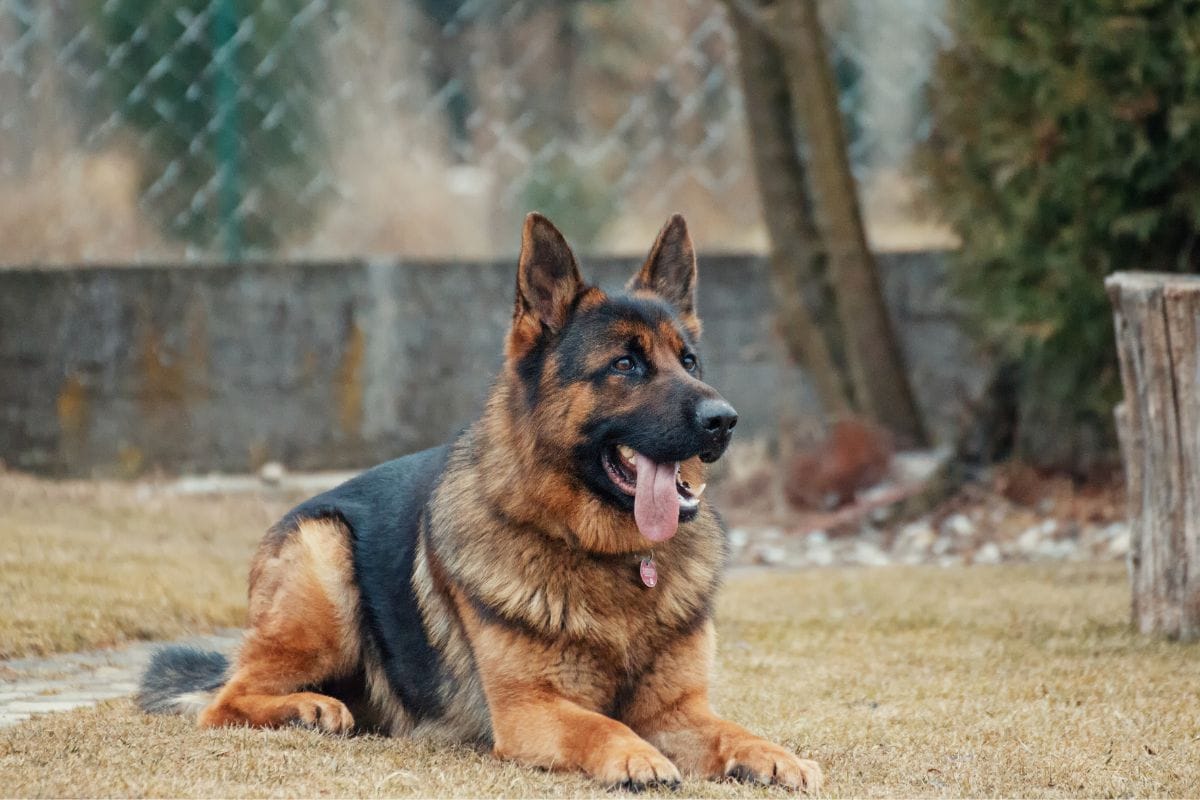 dog alemão