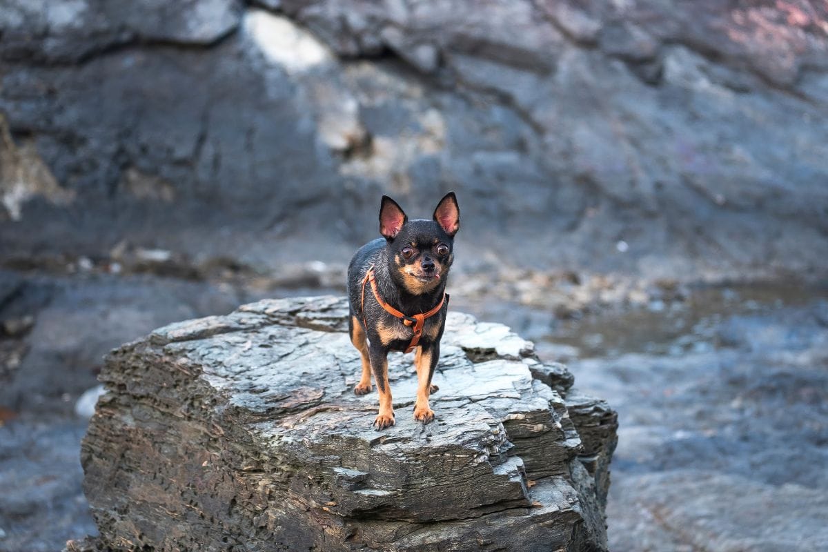 Cachorro Pinscher Tudo Sobre a Raça, Cuidados e Personalidade