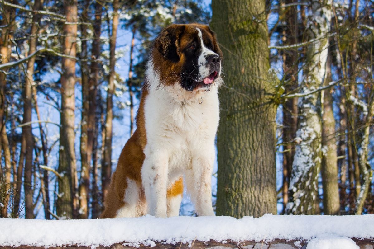 Cachorro São Bernardo: Tudo Sobre a Raça Gigante e Amorosa