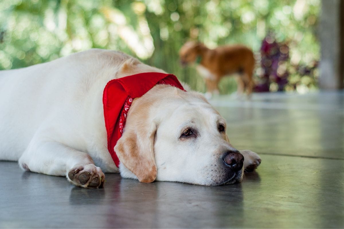 cachorro vomitando sangue