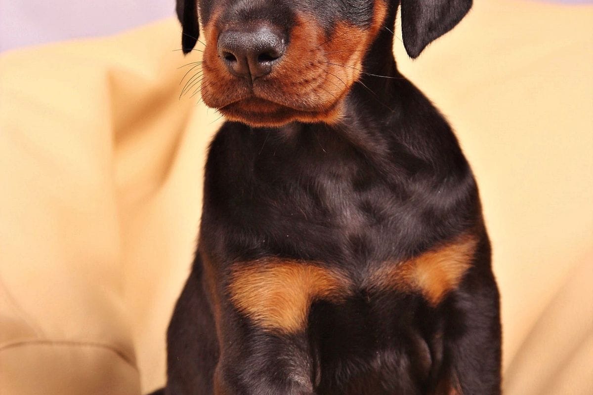 Filhote de Doberman: Tudo Sobre Cuidados, Alimentação