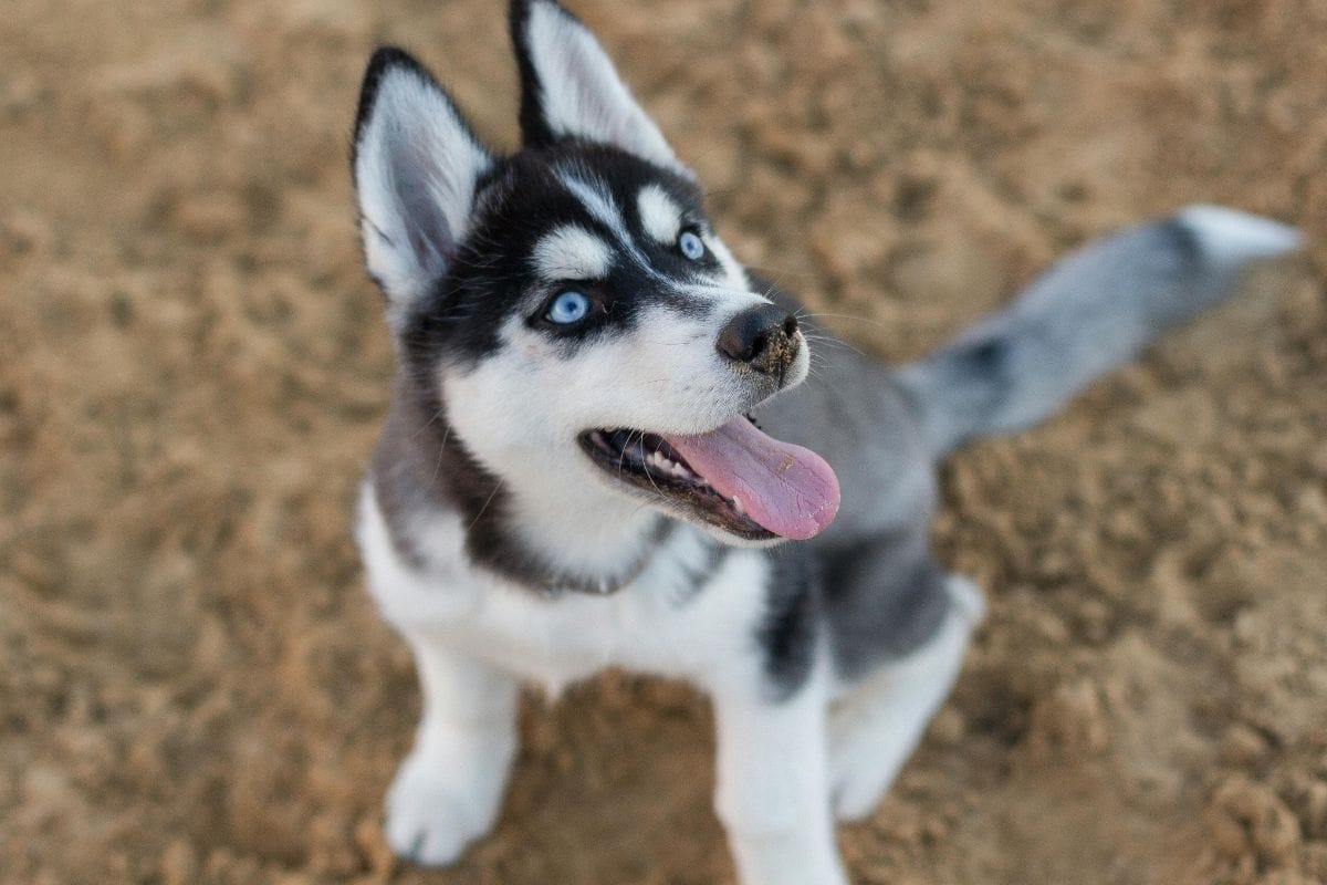 Um filhote de Husky Siberiano