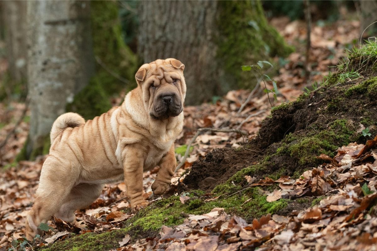 cachorro sharpei