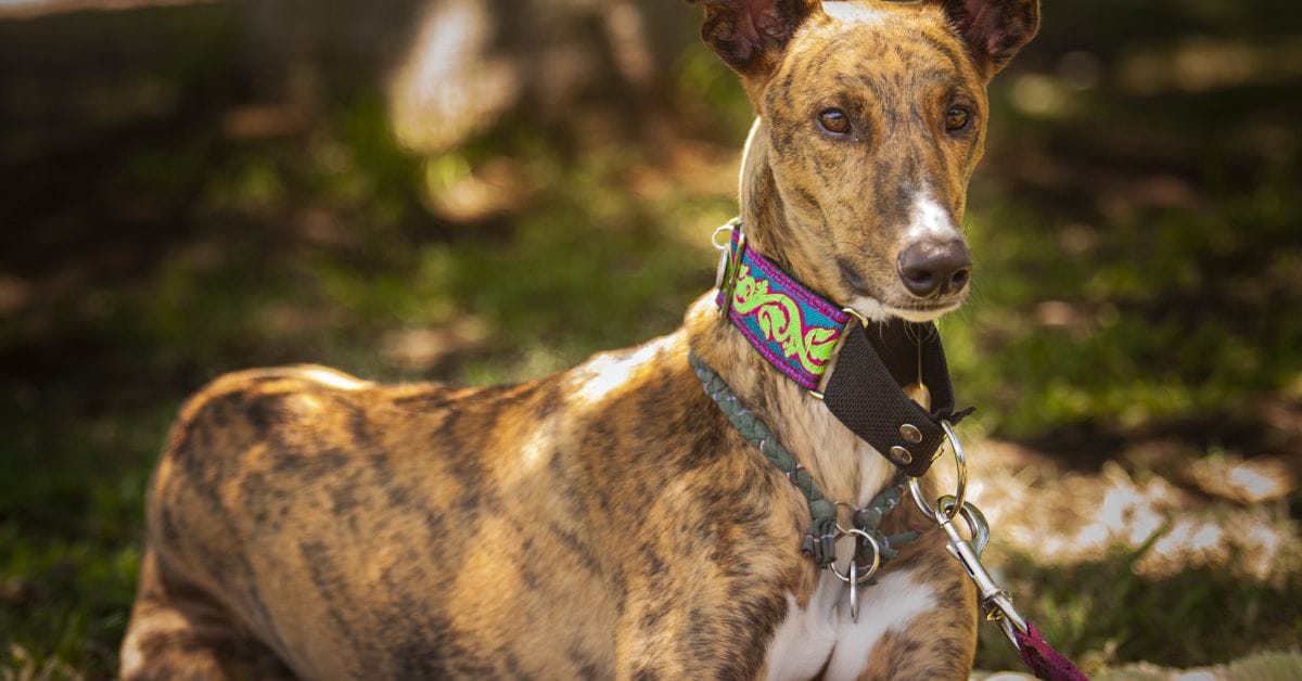 cachorro mais rapido do mundo