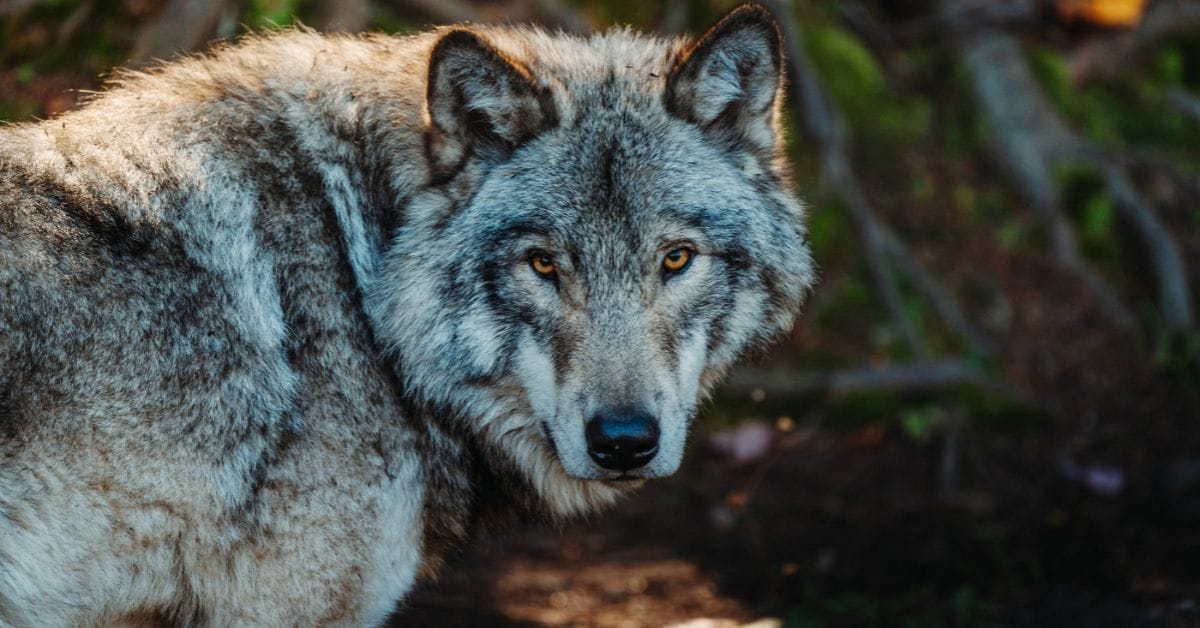 Cachorro Lobo: Tudo o Que Você Precisa Saber