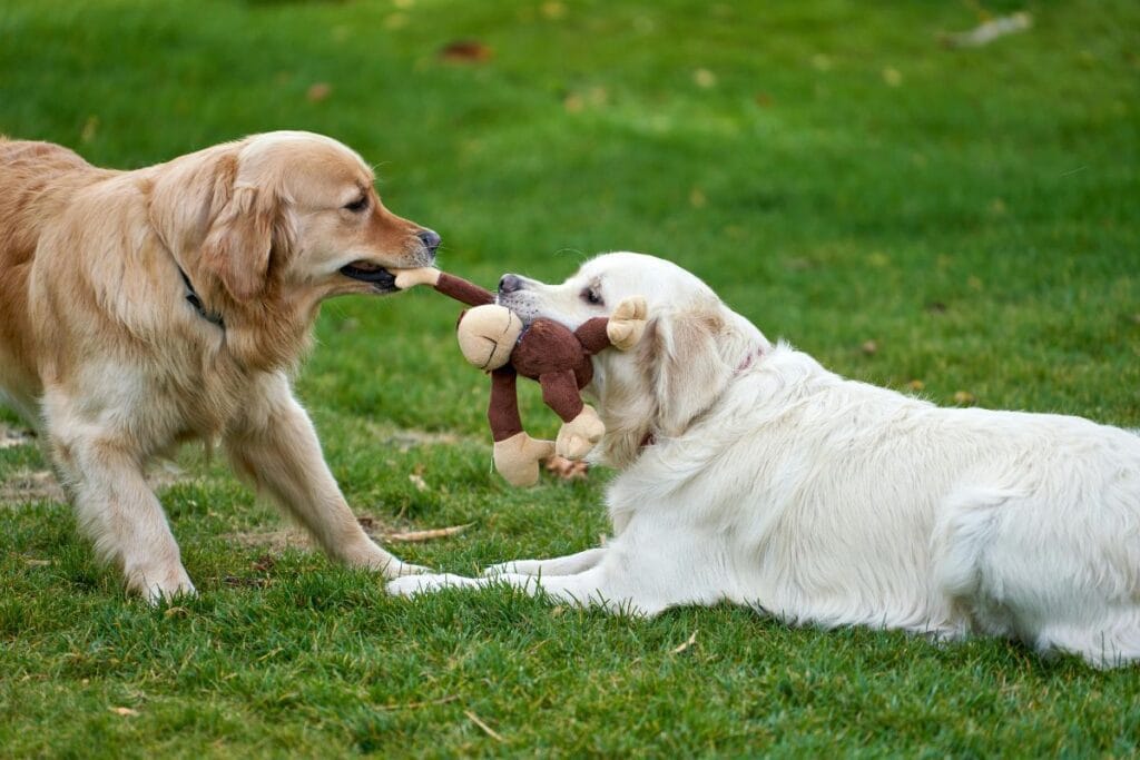 cachorro hiperativo