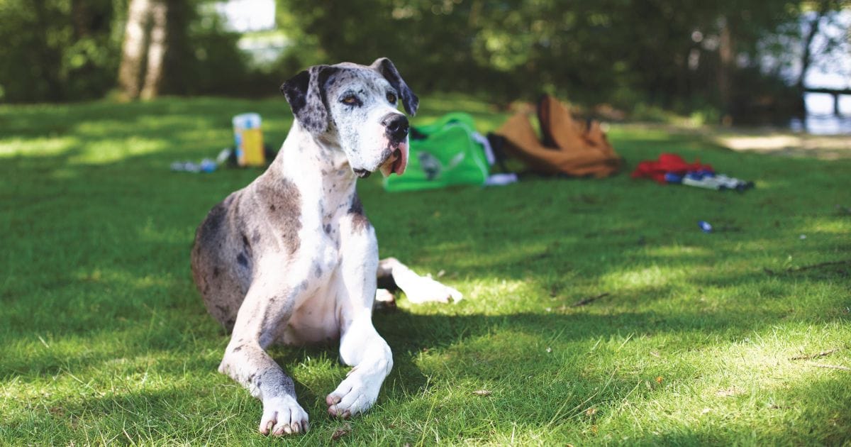 cachorro mais alto do mundo
