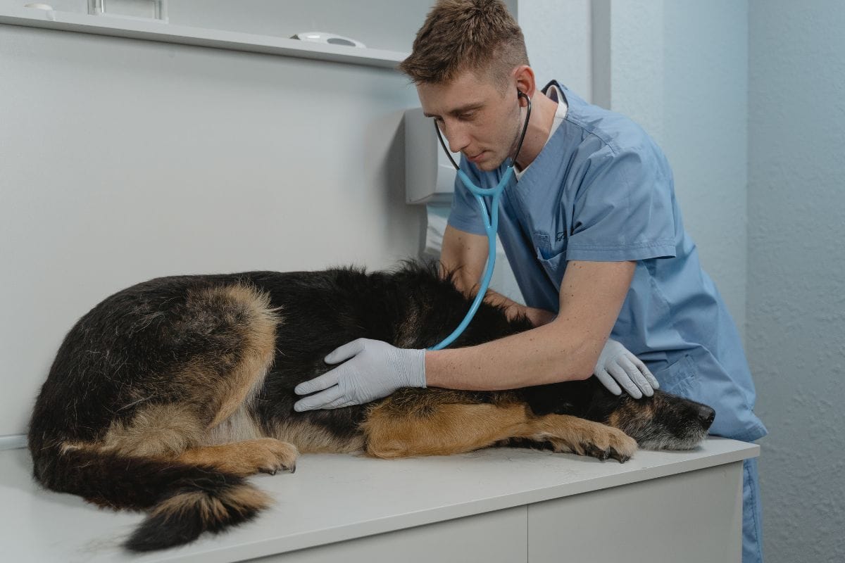 sangue nas fezes do cachorro