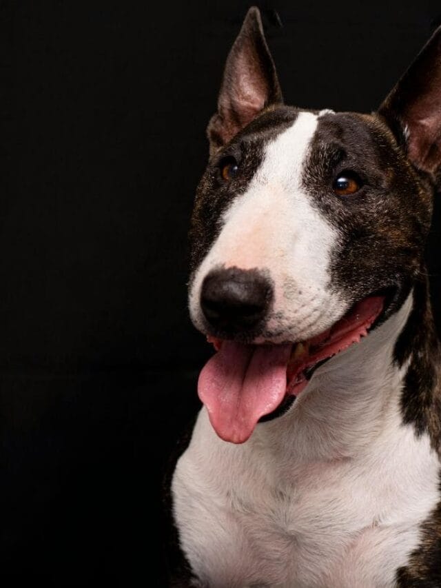 Cachorro Bull Terrier: Características, Cuidados e Curiosidades