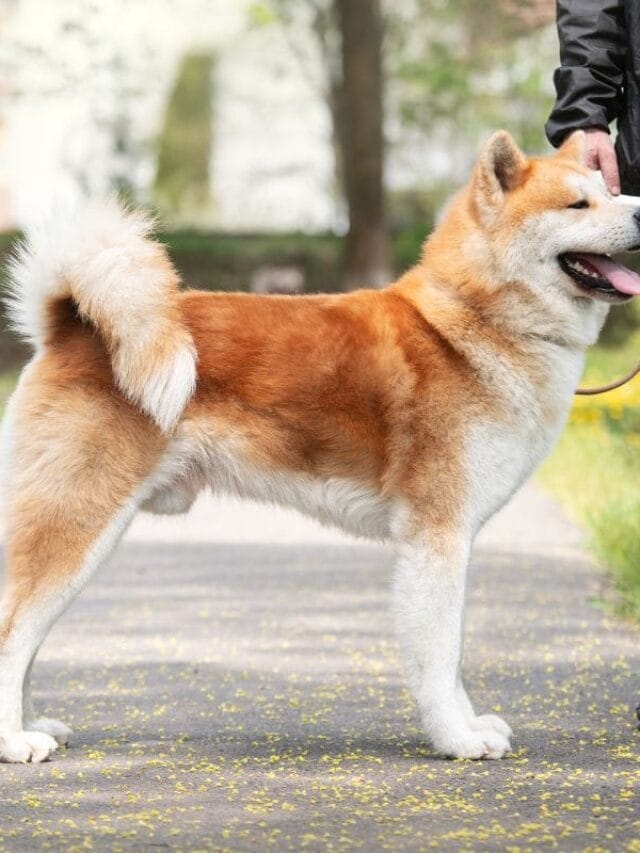 Cachorro Akita: História, Cuidados e Curiosidades