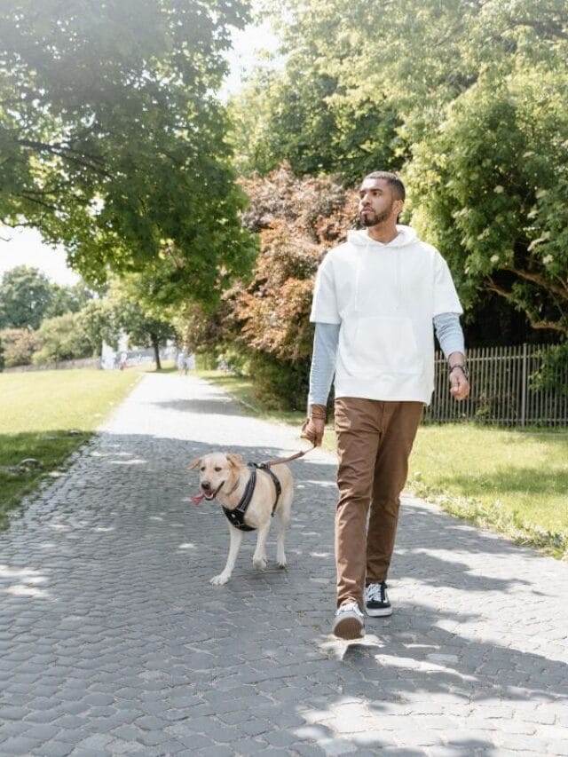 Cachorro Cego: Como Cuidar e Proporcionar Qualidade de Vida