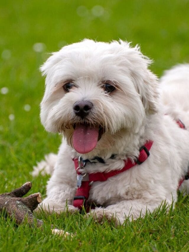 Cachorro Espirrando: Causas, Sintomas e Como Cuidar do seu Pet