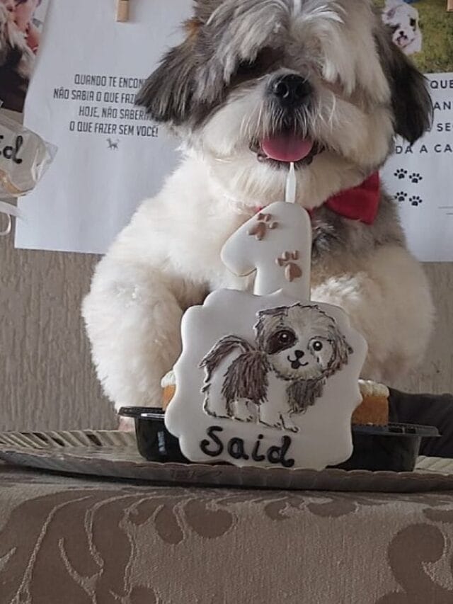 Cachorro Fofinho: Raças, Cuidados e Curiosidades