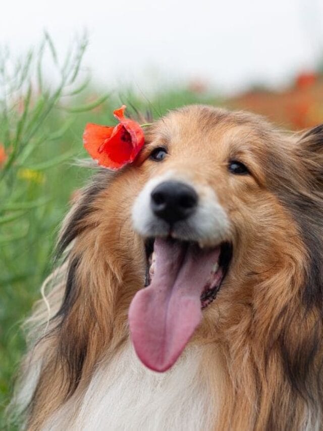 Cachorro Lindo: O Encanto e a Beleza dos Cães