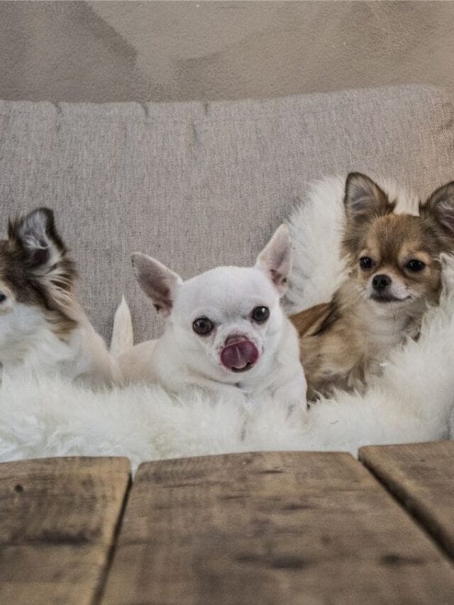 Cachorro Tremendo: o Que Pode Ser e Como Ajudar?