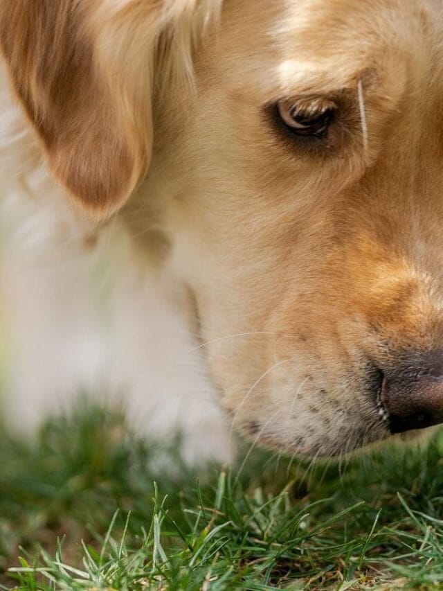 Cachorro Vomitando Espuma Branca: Causas e o Que Fazer