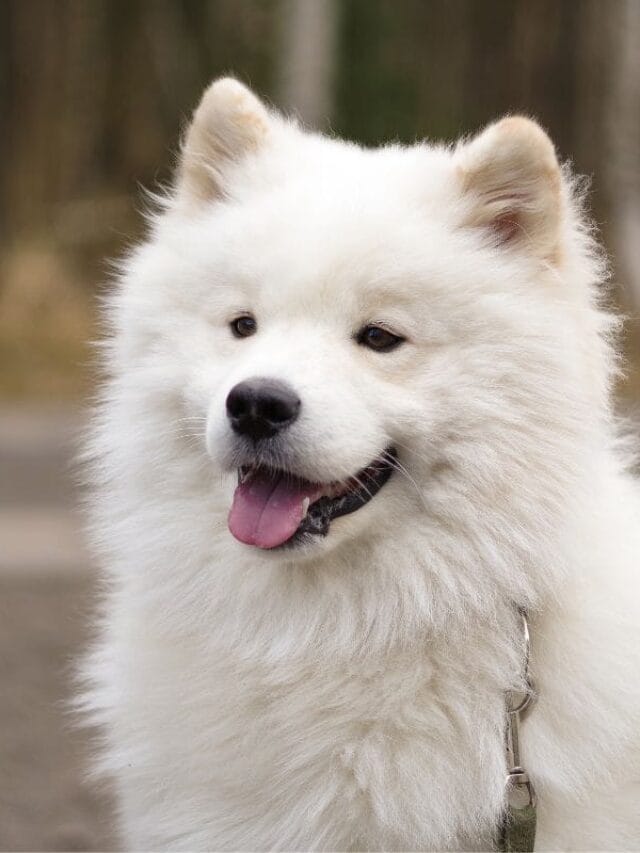 Cachorro Peludo: Raças, Cuidados e Curiosidades