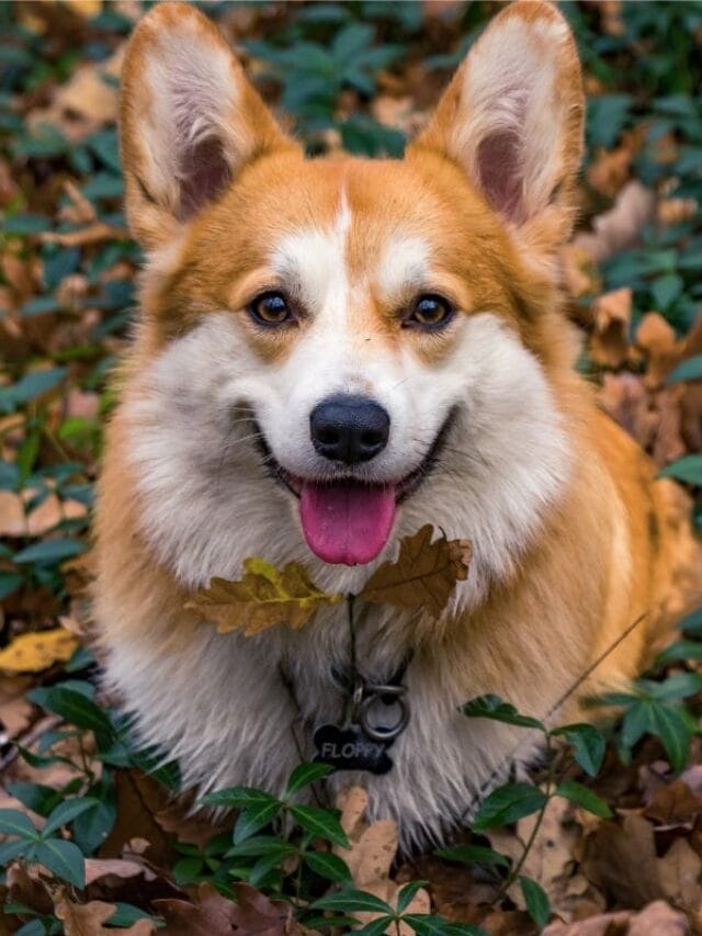 Cachorro da Rainha Elizabeth: A História dos Famosos