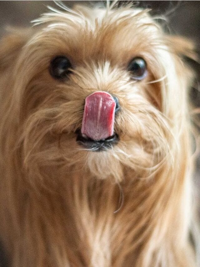 Cachorro Gripado: Sintomas, Causas, Tratamento e Prevenção