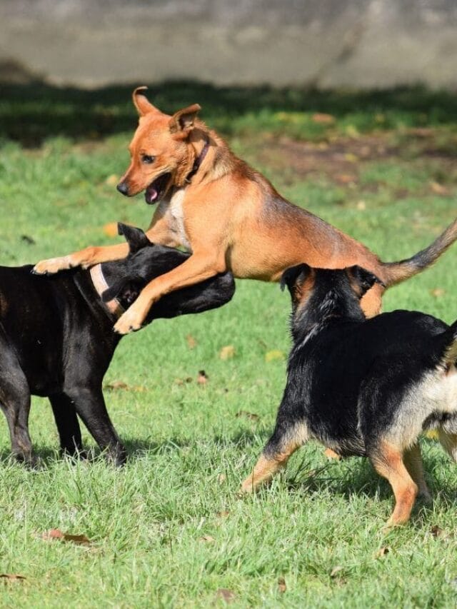 Cio de Cachorro: Tudo o Que Você Precisa Saber