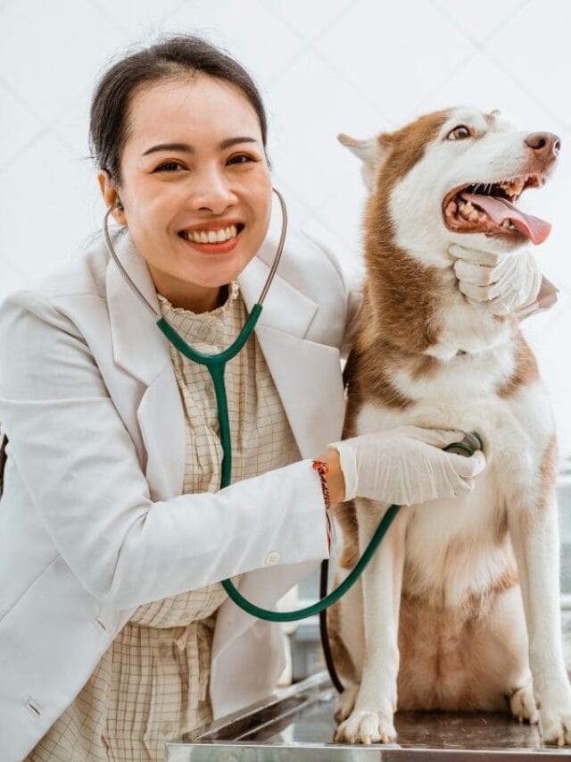 Cachorro come fezes: causas, riscos e como evitar