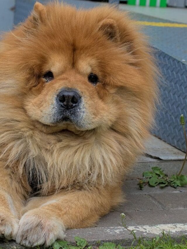 Mastim Tibetano: Tudo Sobre a Raça Gigante e Imponente