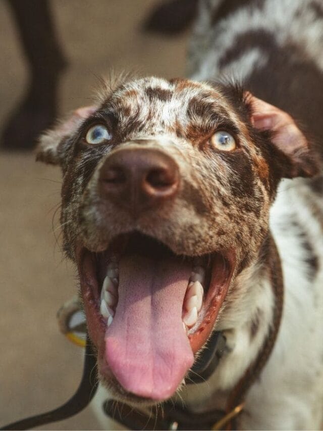 Cachorro Latindo: Motivos, Como Controlar e Dicas Essenciais