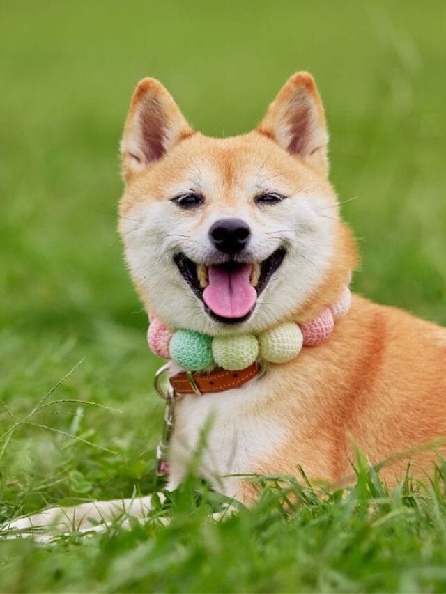 Shiba Inu Filhote: Guia Completo de Cuidados, Alimentação