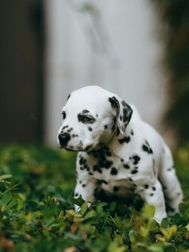 Filhote de Dalmata: Guia Completo de Cuidados, Alimentação