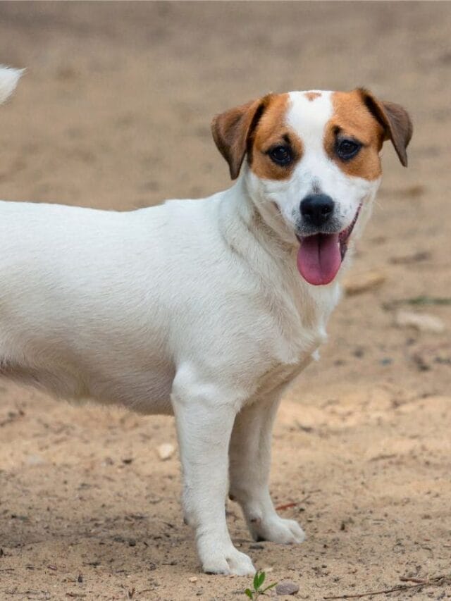 Cachorro Jack Russell: Tudo o Que Você Precisa Saber