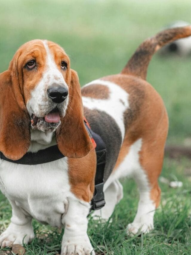 Cachorro Basset: Guia Completo Sobre a Raça