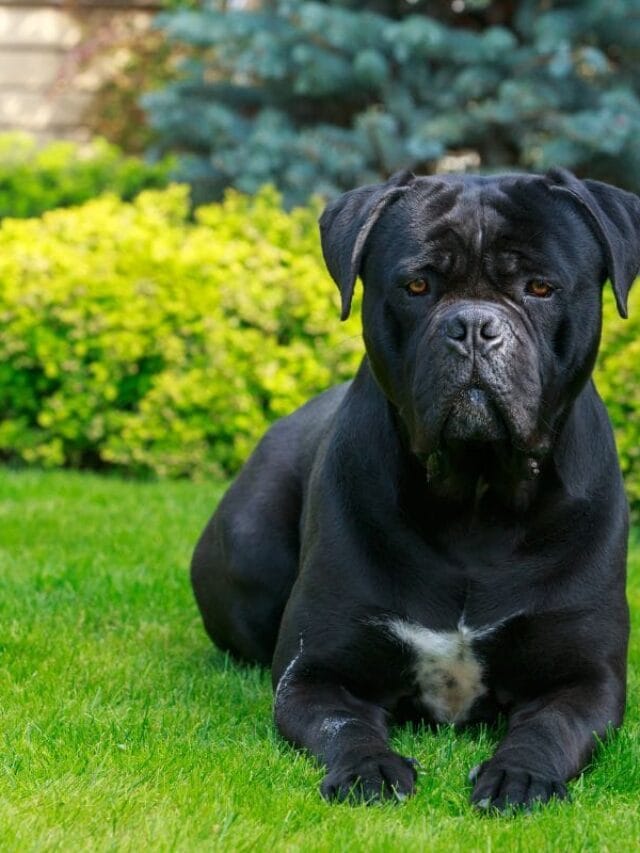 Cachorro Cane Corso: Tudo Sobre a Raça de Cão