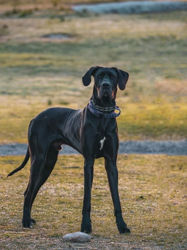 Cachorro Gigante: Tudo o Que Você Precisa Saber