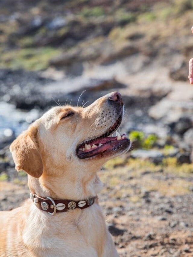 O Cachorro Mais Inteligente do Mundo