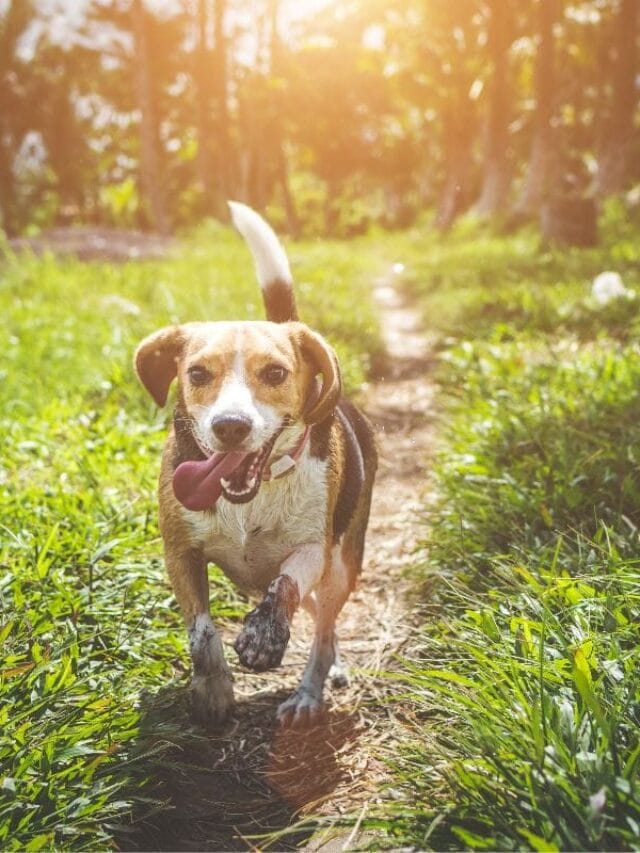 Cachorro Beagle: Tudo Sobre a Raça, Cuidados e Curiosidades