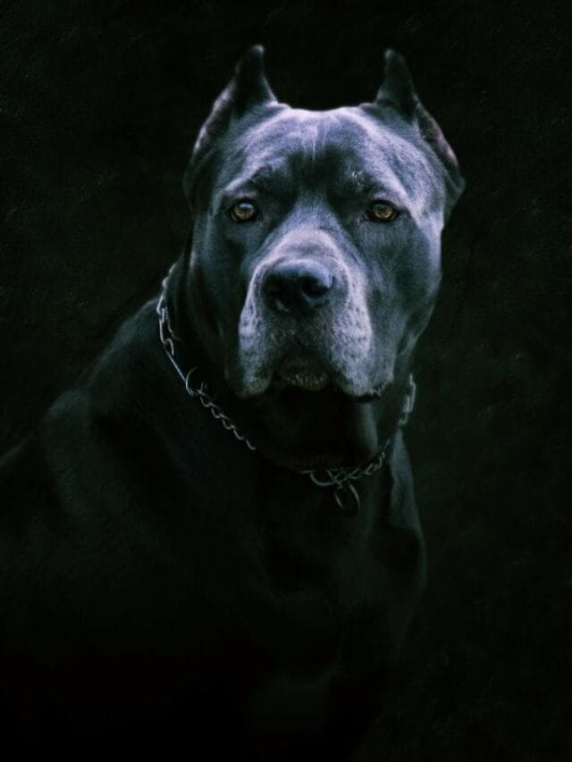 O Cachorro Mais Forte do Mundo: Raças Poderosas