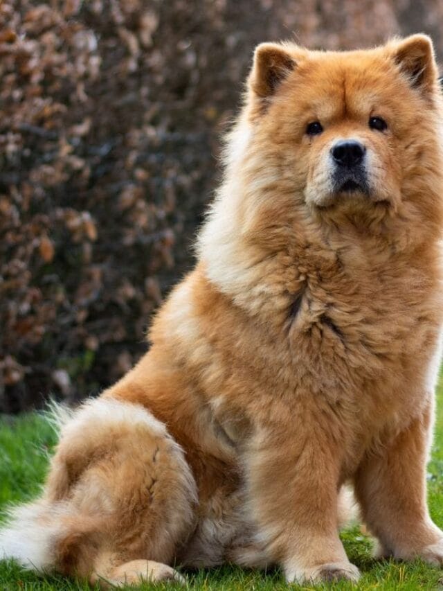 Cachorro Chow Chow: Guia Completo Sobre a Raça