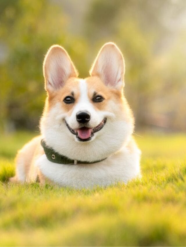 Cachorro Corgi: Tudo Sobre essa Raça fofa e Inteligente