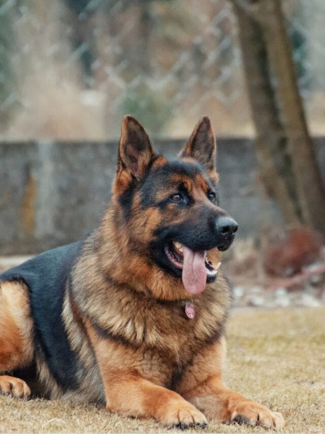 Dog Alemão: Tudo Sobre a Raça Gigante e Carinhosa