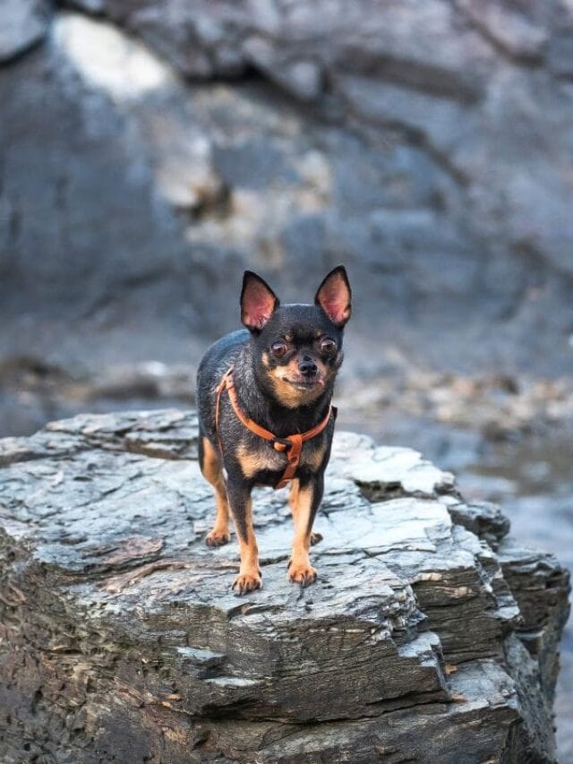 Cachorro Pinscher Tudo Sobre a Raça, Cuidados e Personalidade