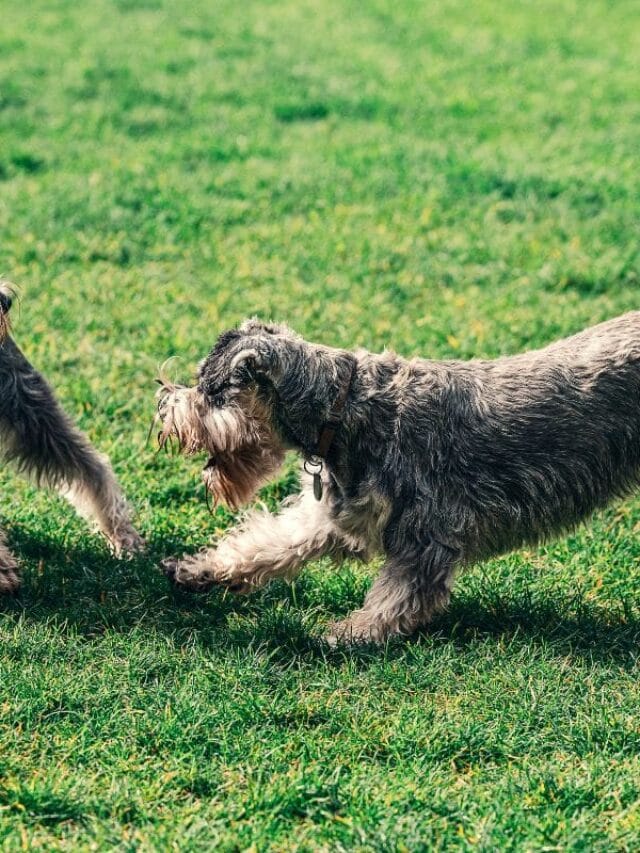 Cachorro Schnauzer: Tudo Sobre a Raça e Seus Cuidados