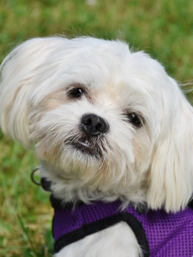 Cachorro das Branquelas: Tudo Sobre o Maltês, a Raça do Filme