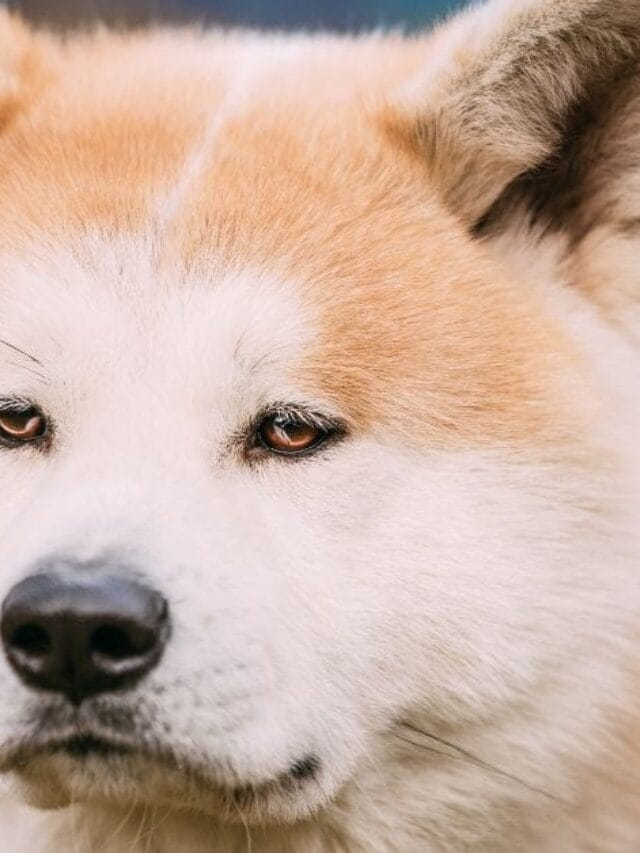 Cachorro Japones: Raças, Características e Cuidados