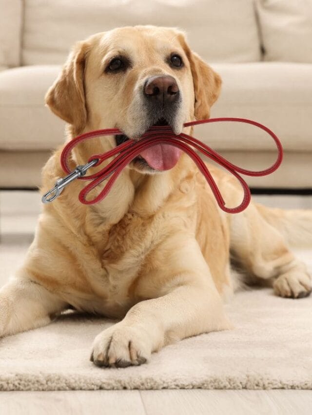 Convulsão em Cachorro: Causas, Sintomas e Tratamentos