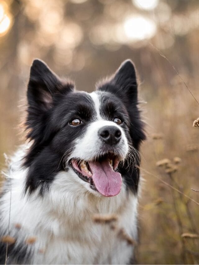 Cachorro Ofegante: Causas, Quando se Preocupar e Como Ajudar