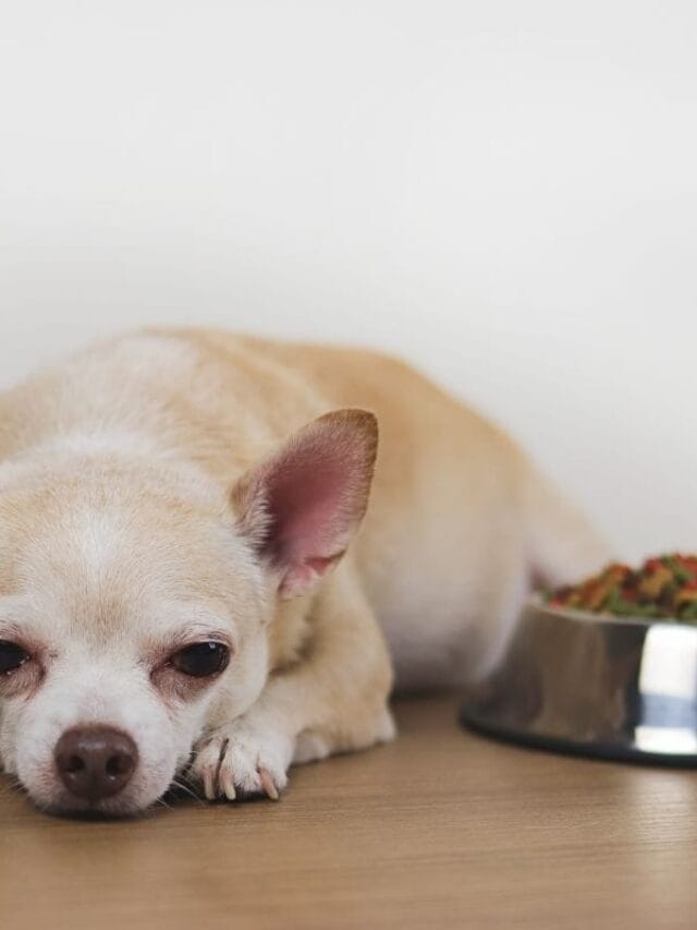 Cachorro sem Apetite: o que Pode ser e Como Ajudar seu Pet?